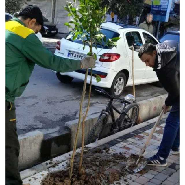 کاشت 1500 اصله نهال در جمعه‌های نارنجی تنکابن