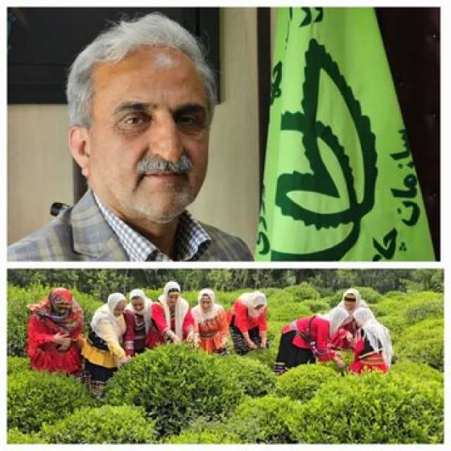 خرید 45 هزار تُن برگ سبز چای از بهره برداران شمال کشور