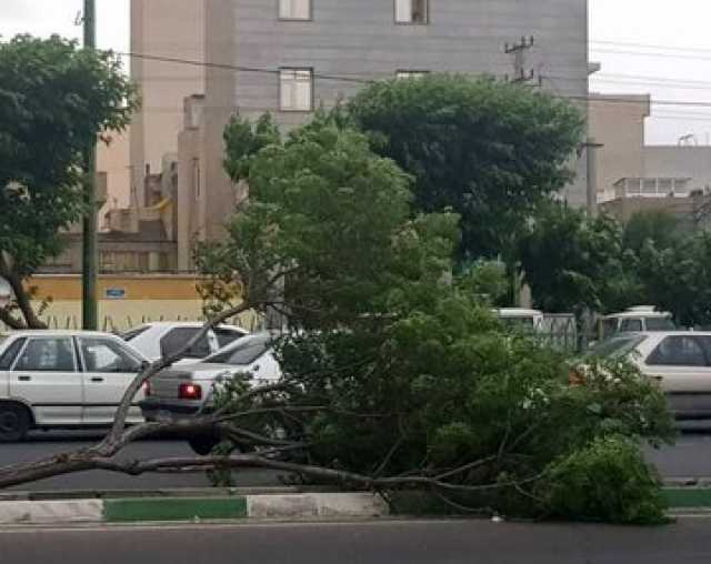 خسارت تندباد 80 کیلومتری به خودروها و فضای سبز در این شهر/عکس