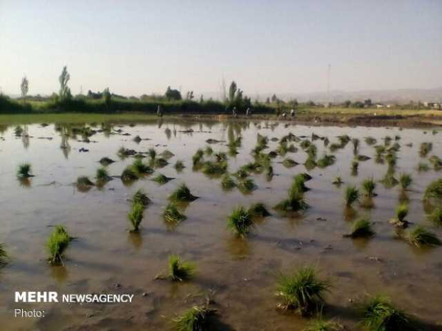 دهه اول اردیبهشت بهترین زمان کشت برنج روشن است