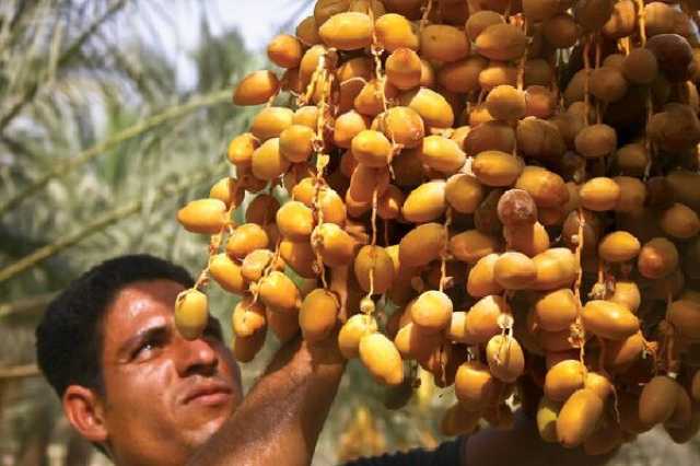 آغاز برداشت رطب نوبرانه آلمهتری از نخلستان های میناب