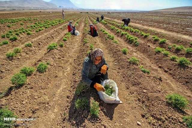 اشتغال زایی و کارآفرینی در روستاها با کاشت گیاهان دارویی