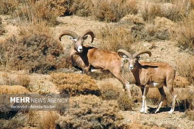 واگذاری اراضی پنج منطقه حفاظت شده اصفهان برای طرح هادی روستایی