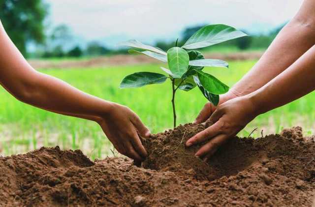 کاشت درخت در نوار ساحلی شمال مورد توجه قرار گیرد