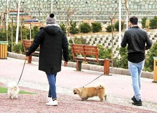 ممنوعیت سگ‌گردانی در استان فارس