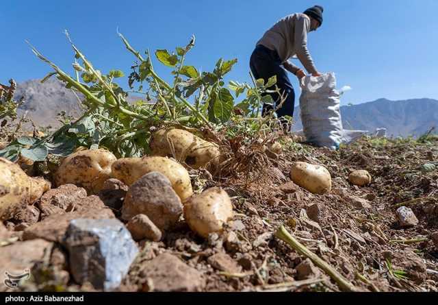 کاهش کشت محصولات آب‌بر در کوهدشت/ سطح آب زیرزمینی پس از چند دهه مثبت شد