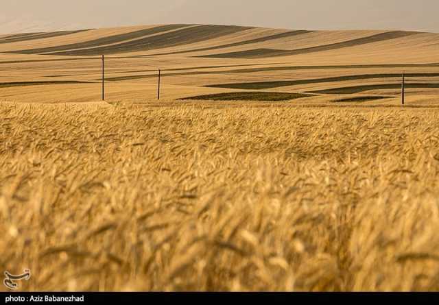 قیمت خرید تضمینی گندم در سال زراعی جدید متناسب با تورم تعیین شد/اعلام نرخ بزودی