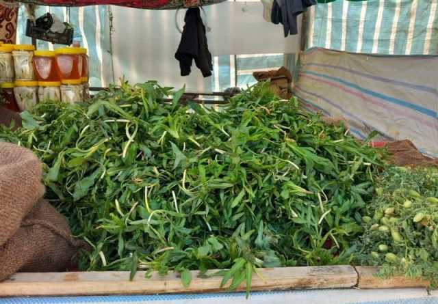 کشت گیاهان دارویی در 30 روستای محروم مازندران
