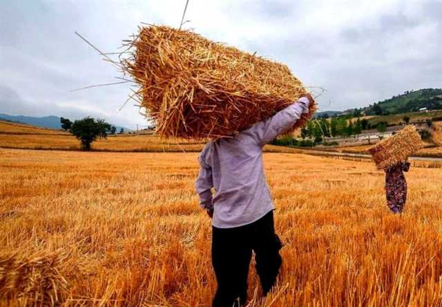 خرید 20.5 همتی دولت از گندمکاران کردستانی/ ادامه واریزها