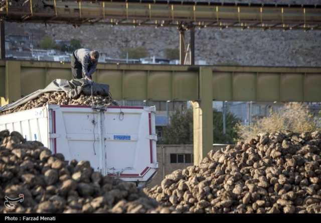 پیگیری راه‌اندازی کارخانه چغندرقند در غرب استان کرمانشاه