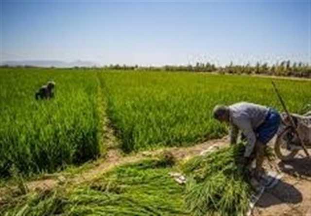 ساخت خانه کارگری در اراضی کشاورزی کرمانشاه مجوز می‌خواهد