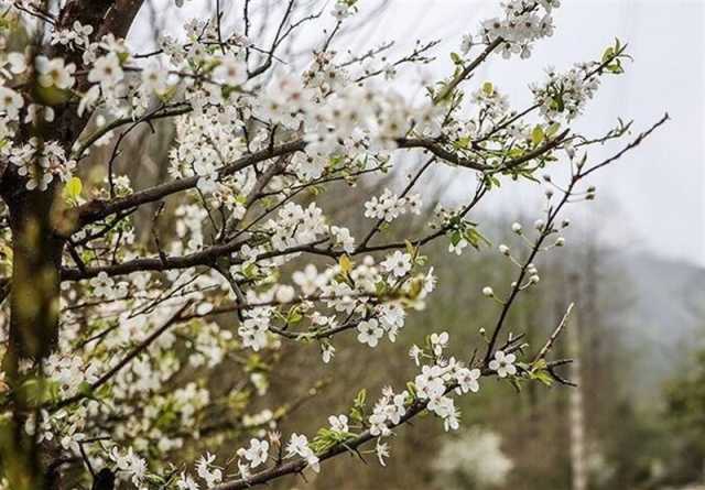 جوی پایدار در گیلان تا سه‌شنبه؛ افزایش دما و هوای مه‌آلود