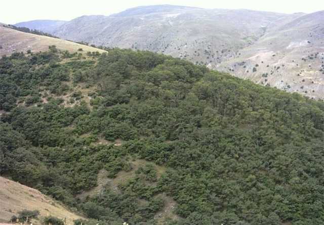 آفت پروانه برگ‌خوار به جان ۵۰ هکتار از جنگل‌های بلوط استان فارس افتاد/ انجام سمپاشی مجدد