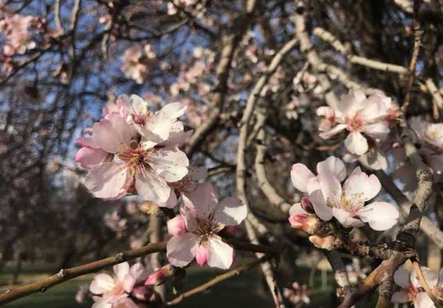 بهار زمستانی در مازندران/ هوای شمال چگونه است؟