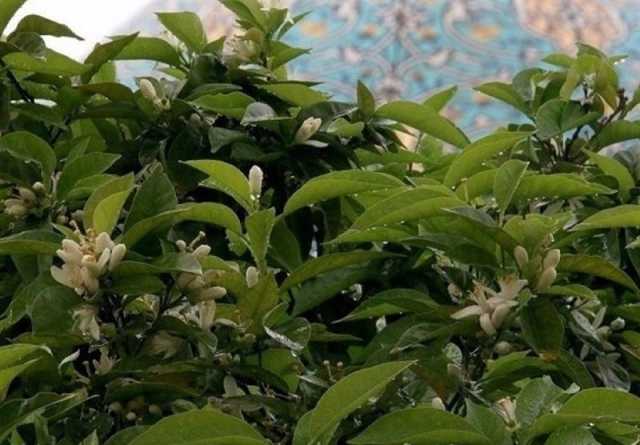 اردیبهشت شیراز معطر به عطر بهار نارنج؛ امسال ۹ تن شکوفه نارنج در استان فارس برداشت می‌شود