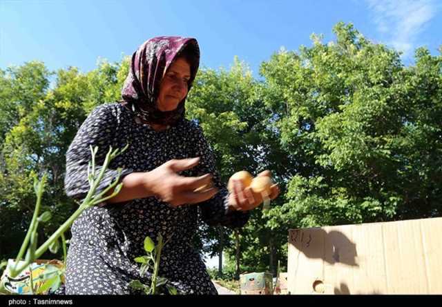 کشاورزان گلستانی برای خرید بذر سیب زمینی پول نداشتند!