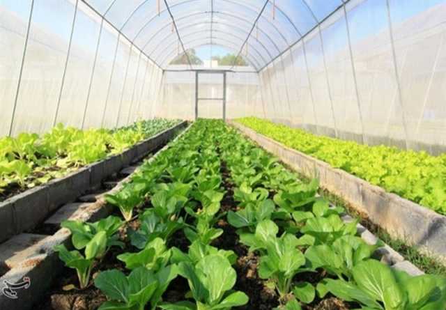 توسعه 1700 هکتار گلخانه با اشتغال 17 هزار نفر در اردبیل