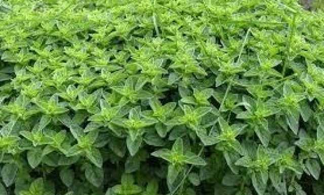 کشت گیاهان دارویی در 419 هکتار از اراضی ساری