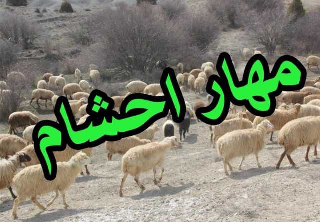 مهار 76 رأس احشام سبک قاچاق در مرز مریوان