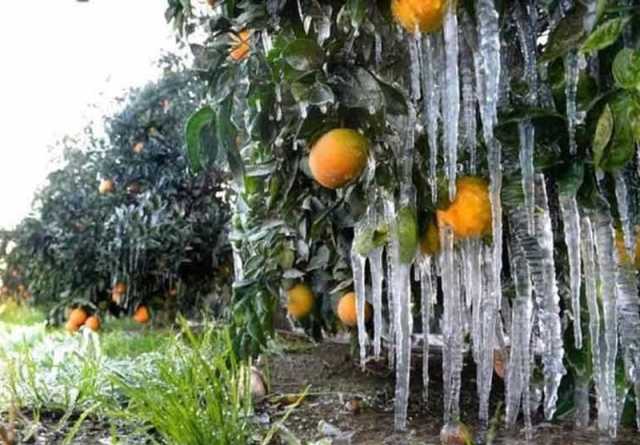 سرمازدگی به باغداران قزوینی ۲۴۰ میلیارد تومان خسارت وارد کرد